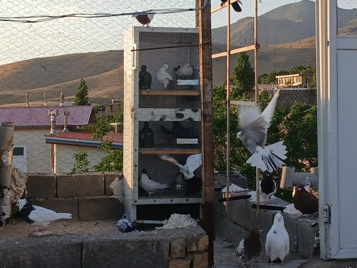 جفت کن کبوتر|پرنده|صائین قلعه, |دیوار