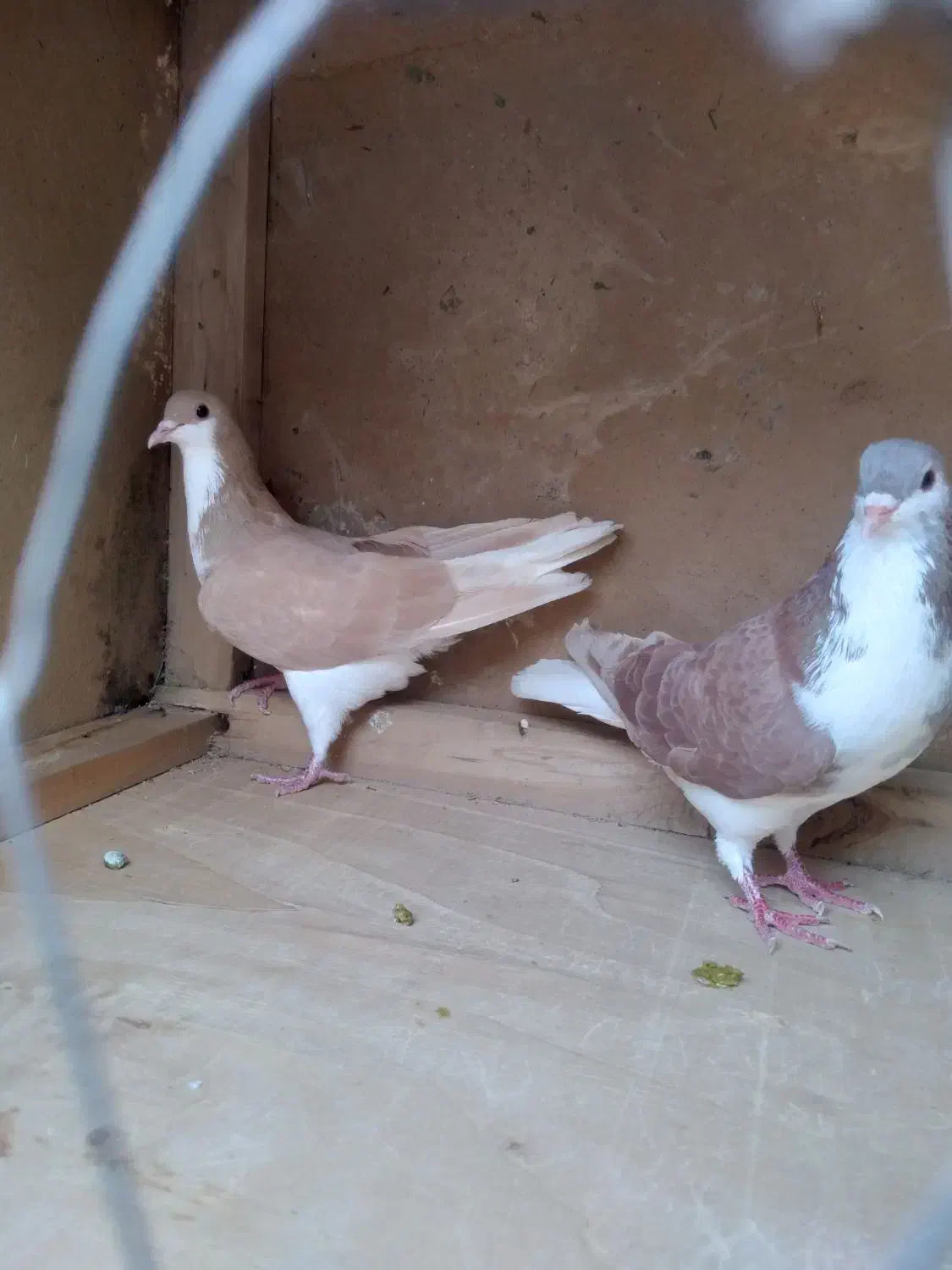 کبوتر رنگی|پرنده|رامشیر, |دیوار