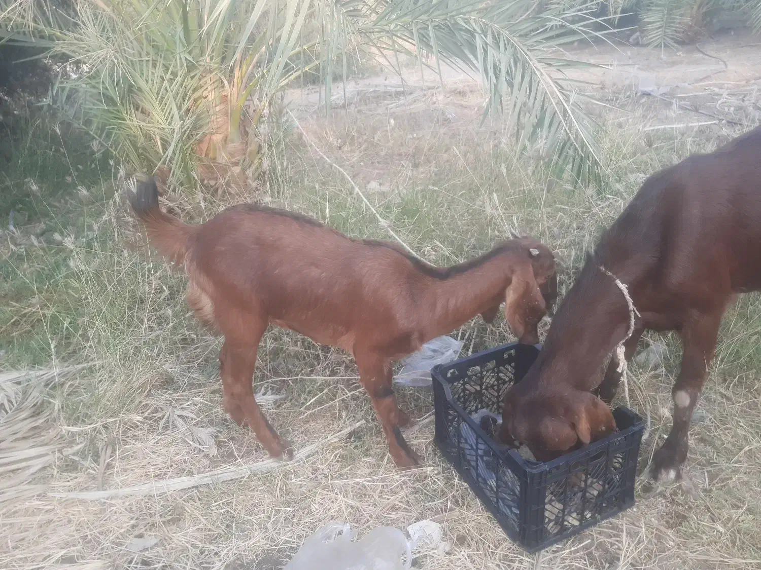 بترین بز دنیا|حیوانات مزرعه|پشتکوه (سیستان و بلوچستان), |دیوار