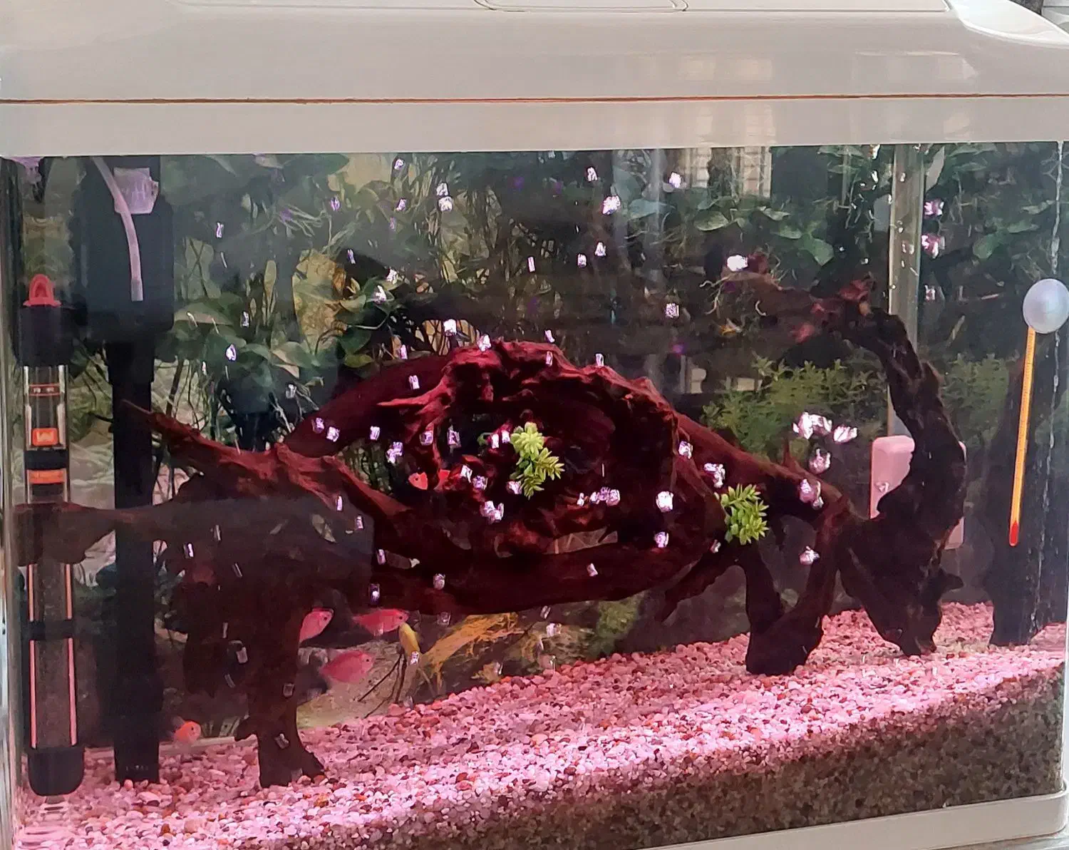 آکواریوم شیشه خم شرکتی|ماهی|لنجان, |دیوار