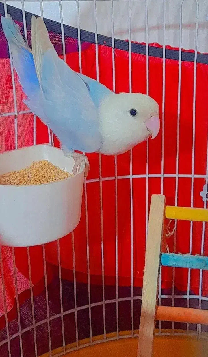 طوطی برزیلی آبی|پرنده|ری, دیلمان|دیوار