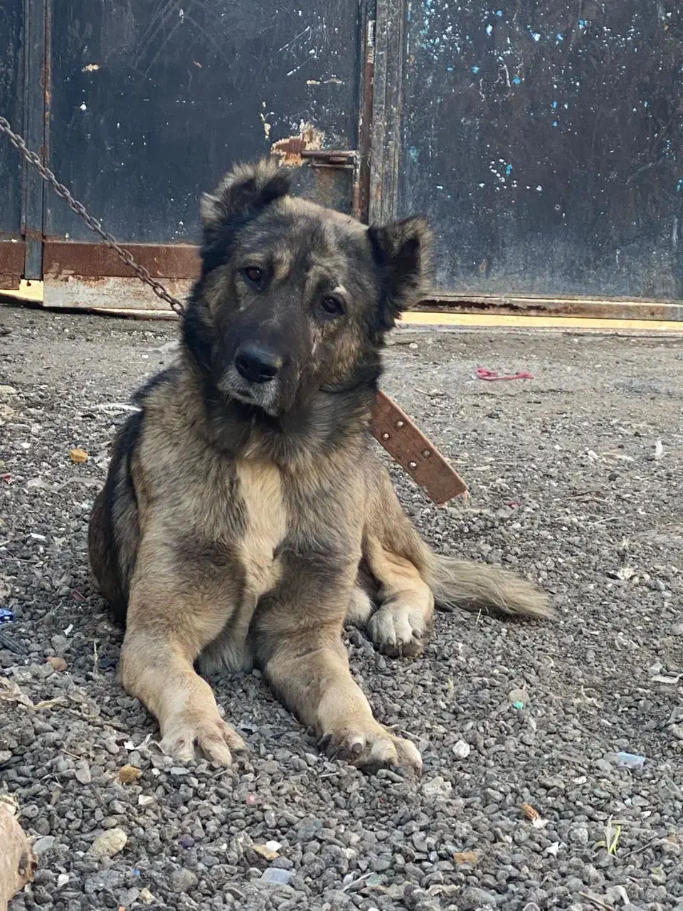 سگ سرابی|سگ|قلعه نو, |دیوار