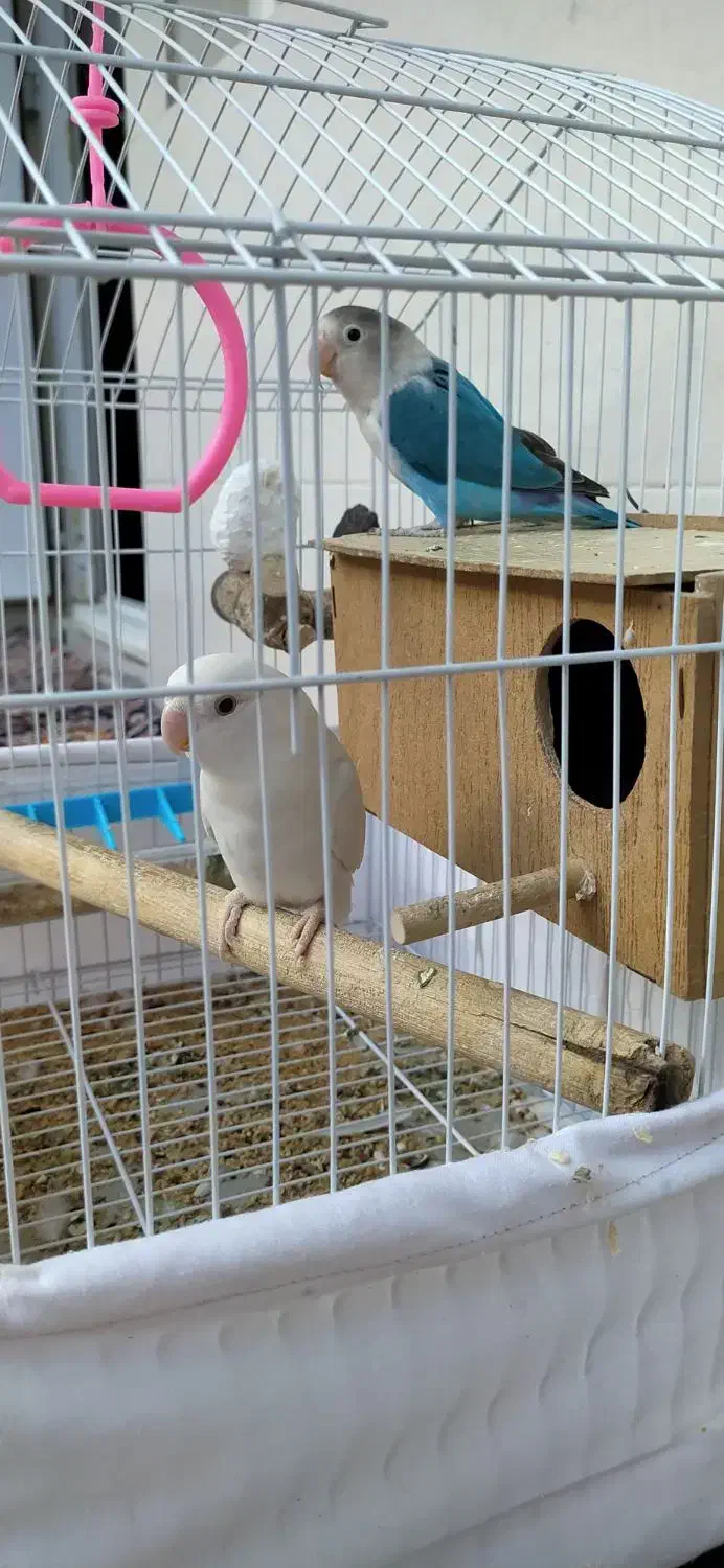 طوطی برزیلی|پرنده|مریوان, |دیوار