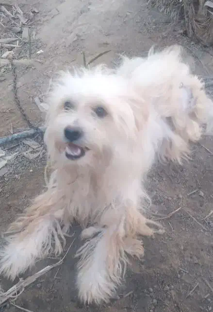 سگ اشپیتزو|سگ|بوشهر, |دیوار