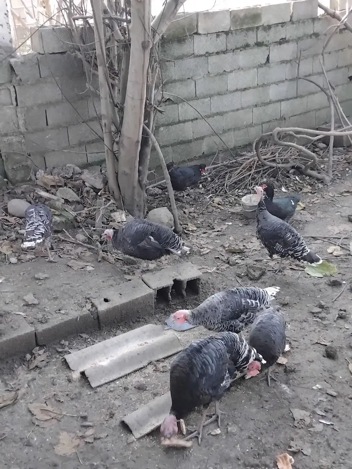 فروش بوقلمون به صورت کلی وتکی|حیوانات مزرعه|رضوانشهر, |دیوار