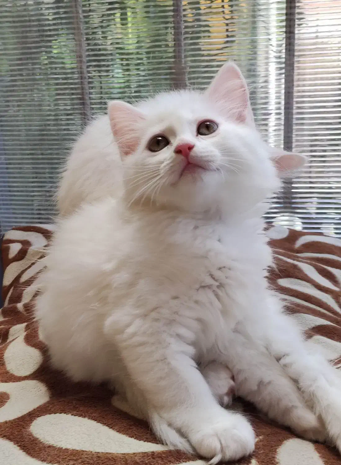 گربه خانگی دوماهه|گربه|بهشهر, |دیوار