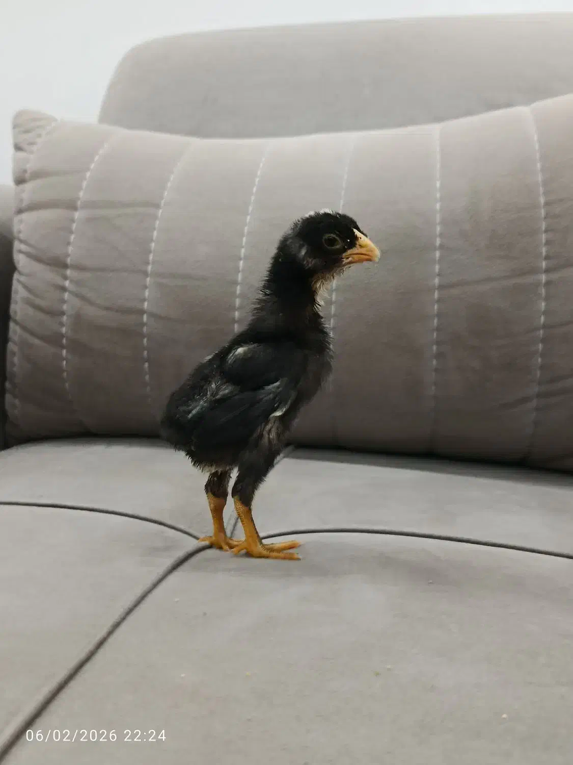 جوجه لاری|حیوانات مزرعه|سیمین شهر, |دیوار