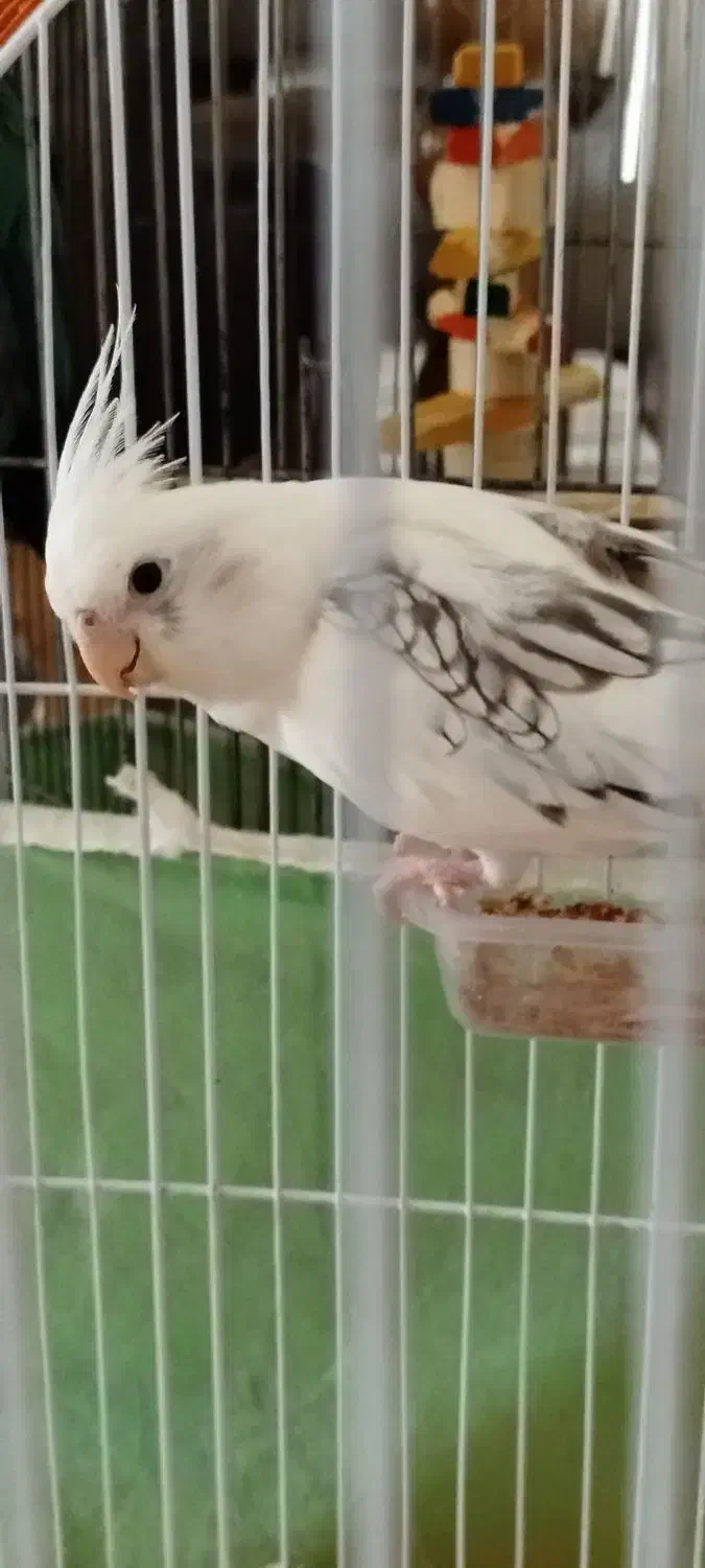 جفت عروس هلندی رنگ خاص|پرنده|ساری, |دیوار