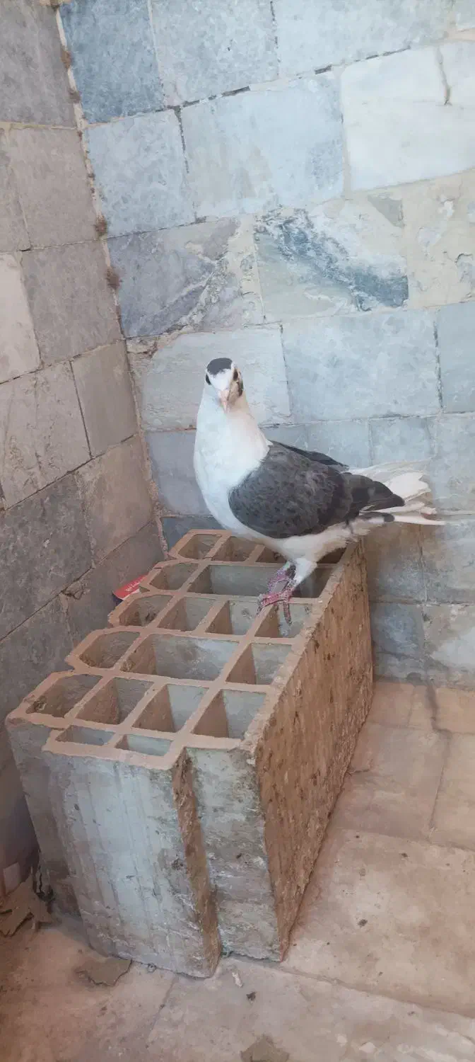 کفتر|پرنده|اردکان, |دیوار