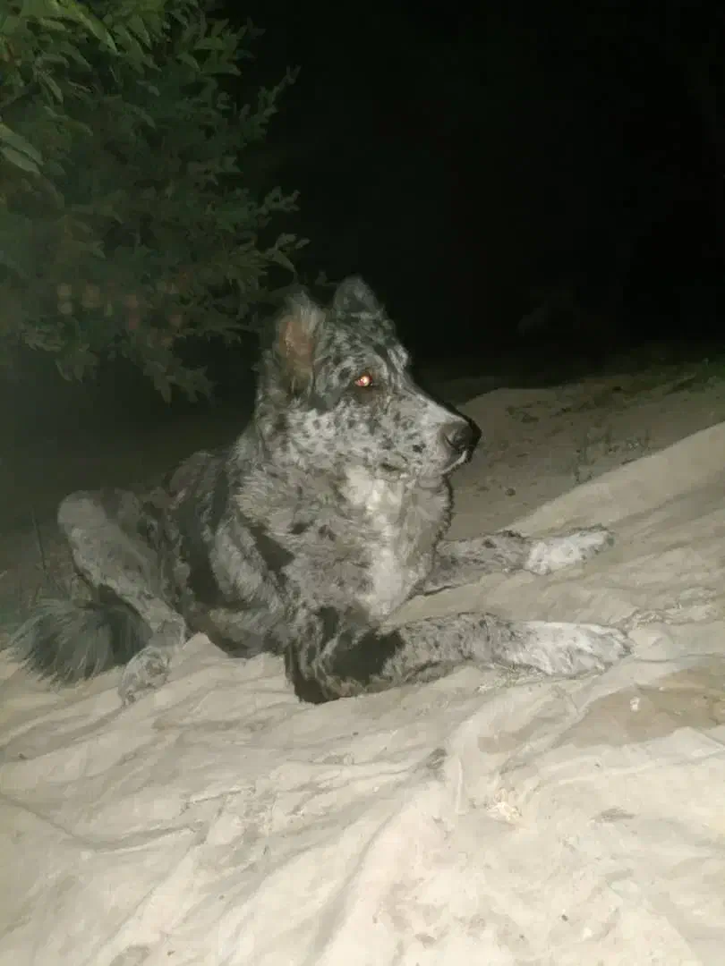 سگ خاص گری|سگ|سپیدان, |دیوار