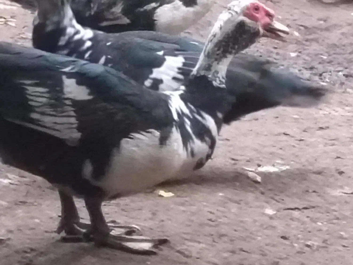 فروش اردک اسراییلی نر درشت وسنگین بالای چهار کیلو|حیوانات مزرعه|بابلسر, |دیوار