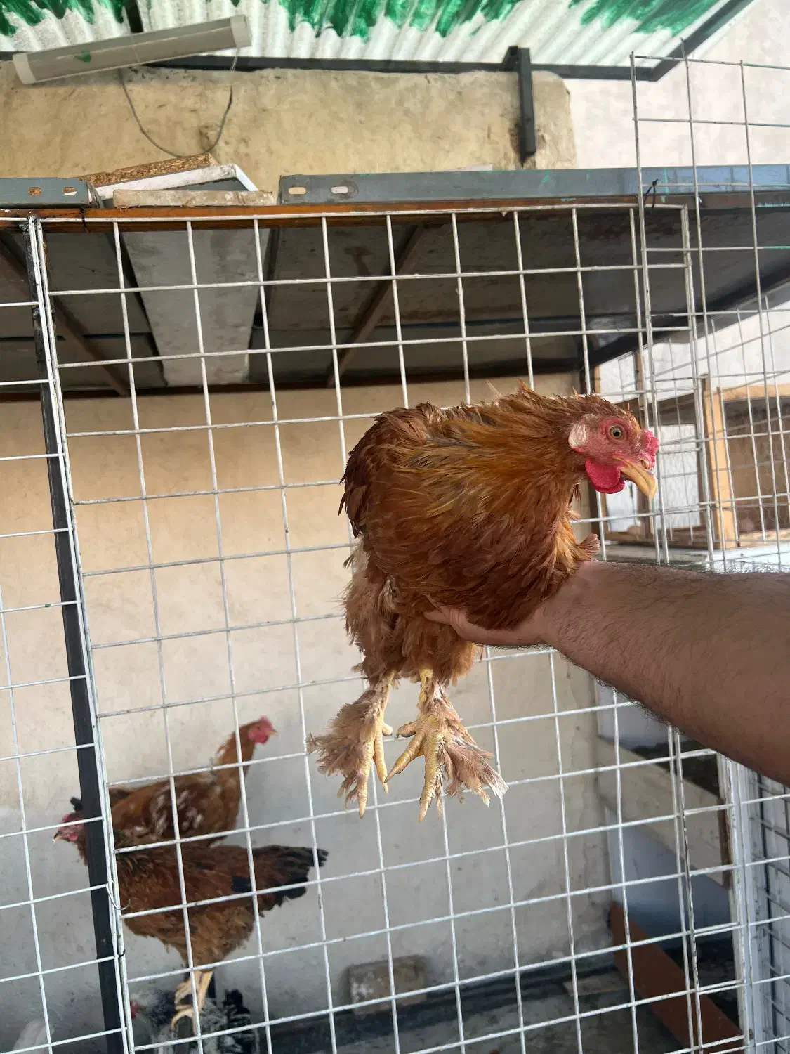 خروس برهما فقط معاوضه|حیوانات مزرعه|تهران, بازار|دیوار