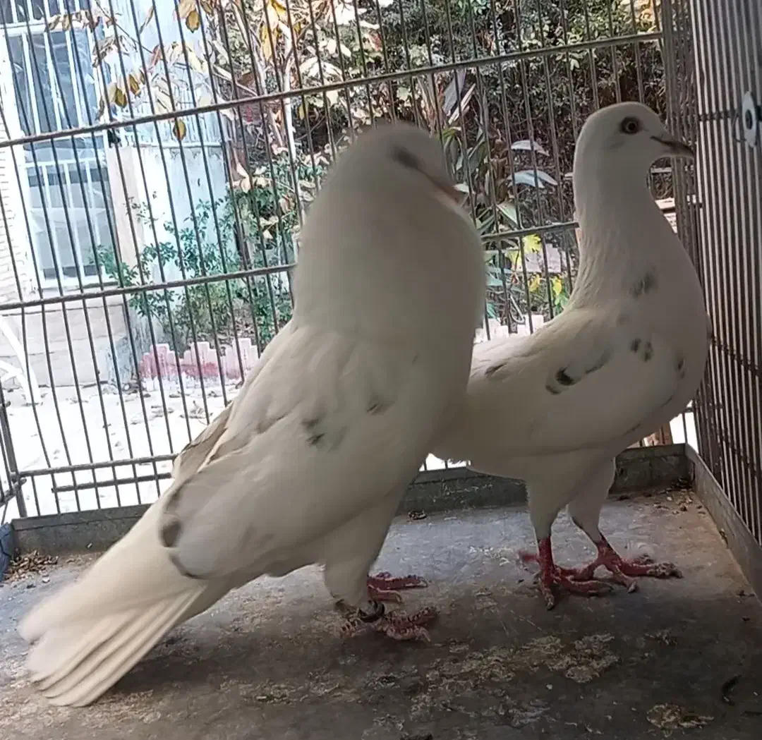 کبوتر کفتر چند جفت عالی|پرنده|فردیس, قریشی|دیوار