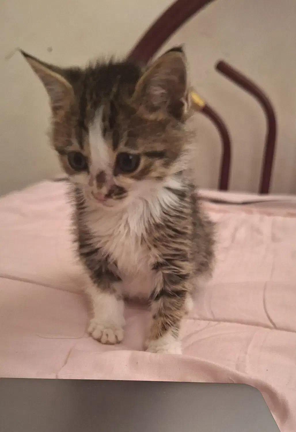 واگذاری|گربه|کرمانشاه, |دیوار