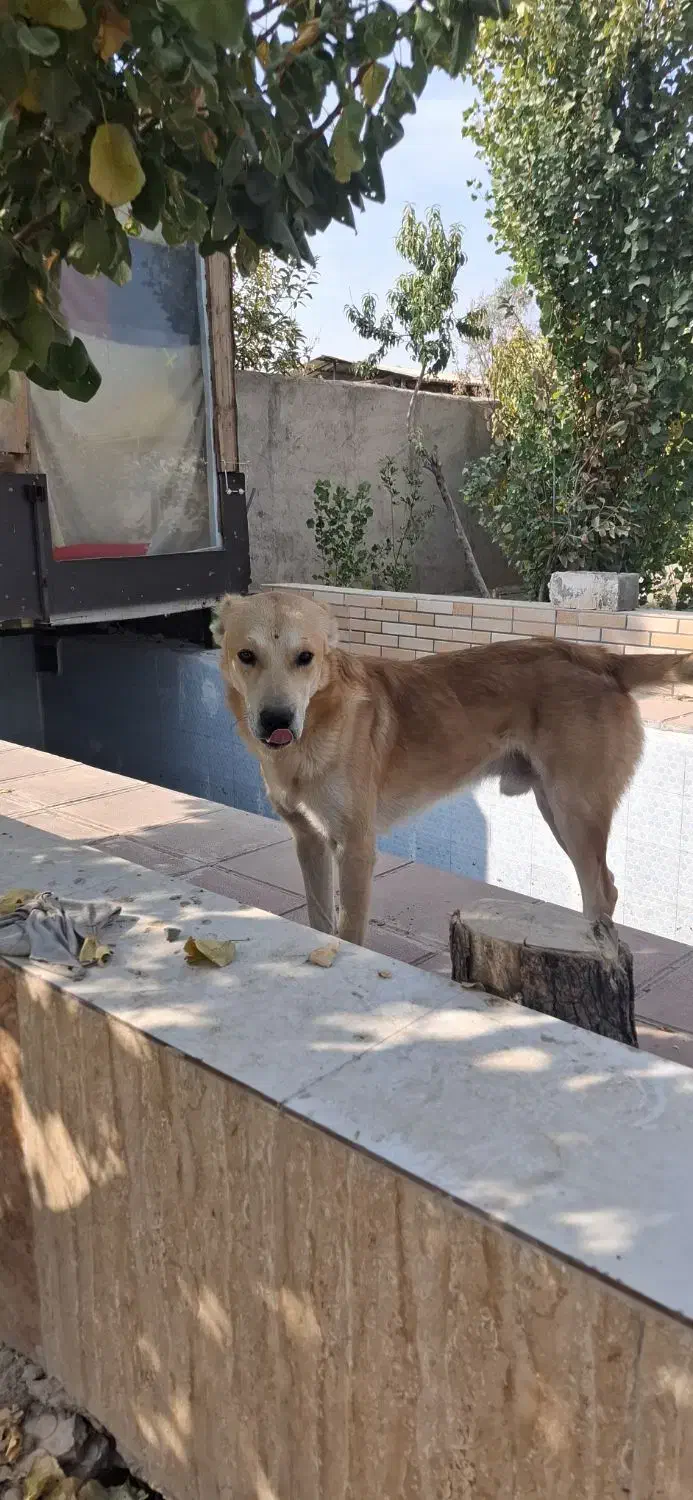 فروش سگ سرابی اصیل|سگ|پاکدشت, پاکدشت (مامازند)|دیوار