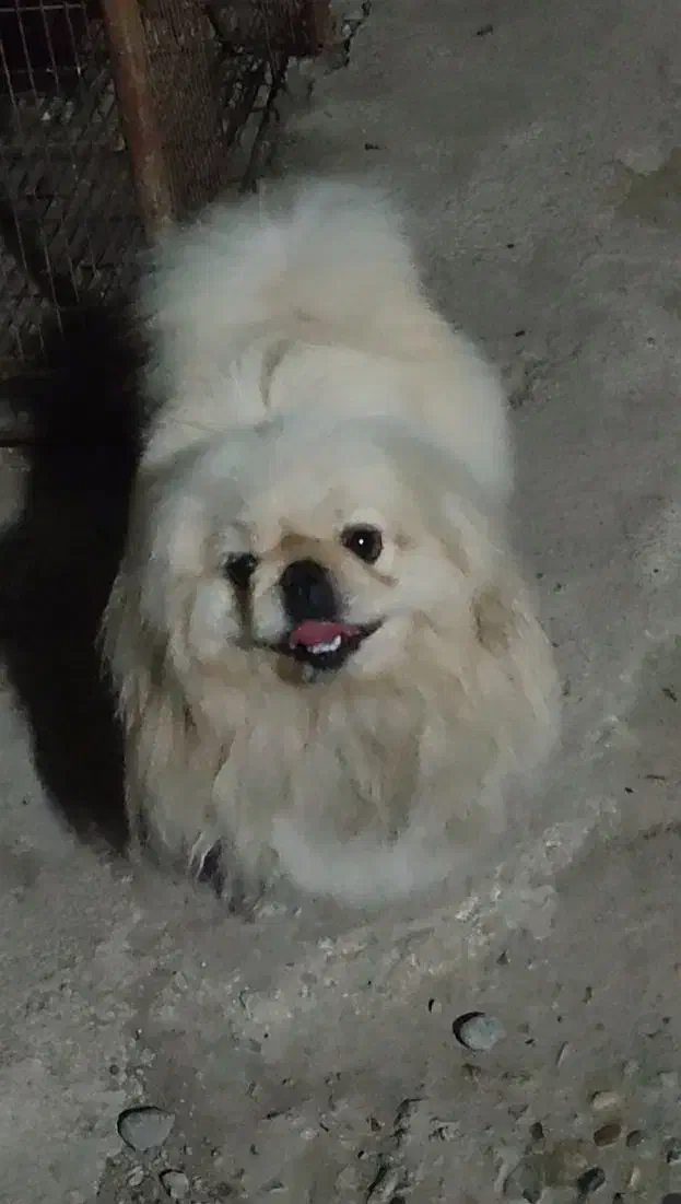 پیکینیز امپریال جهت جفت گیری|سگ|بابل, |دیوار