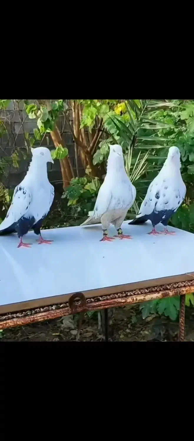 به برای هوا میخای بیا پی|حیوانات|اصفهان, قهجاورستان|دیوار