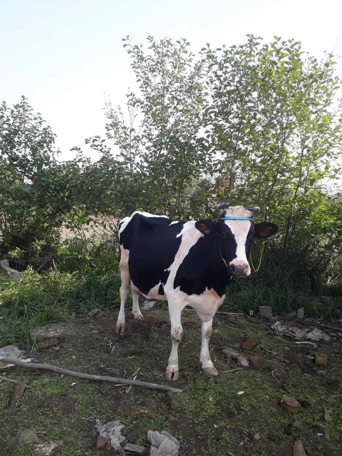 گاو دورگ هولیشتان آماده زایمان       لیشه ورزا|حیوانات مزرعه|رشت, حومه رشت|دیوار