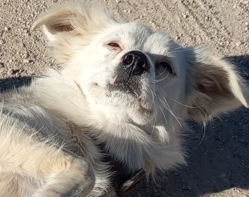 سگ فروشی|سگ|یاسوج, |دیوار