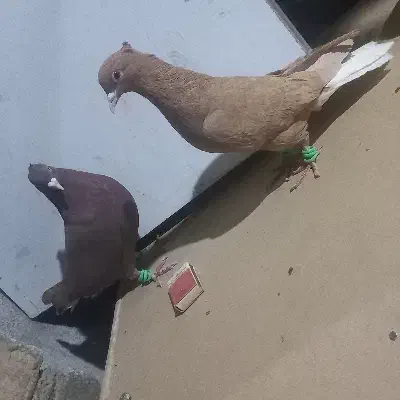 کفتر دم سفید|پرنده|نیشابور, باغرود|دیوار