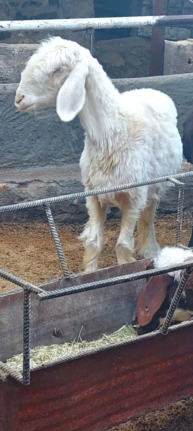 بره ماده شیشک هموزیگوت و ترکی|حیوانات مزرعه|شهر بابک, |دیوار