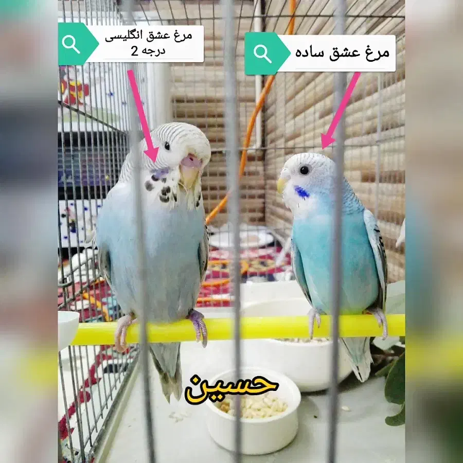 جوجه مرغ عشق انگیلیسی دستی شدن آسان|پرنده|اصفهان, کشاورزی|دیوار