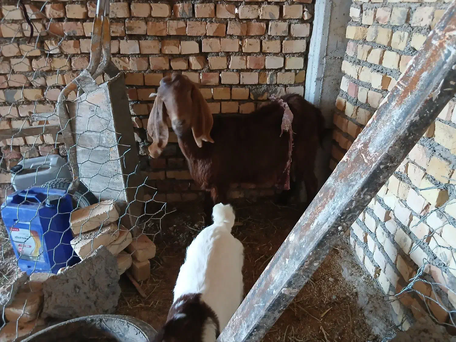 بز  شیر ده|حیوانات مزرعه|اسفراین, |دیوار