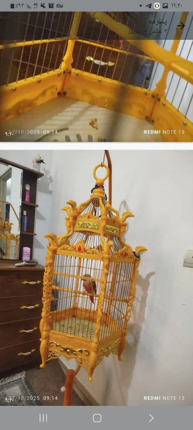 پرنده|پرنده|پاکدشت, شهرک امام رضا|دیوار