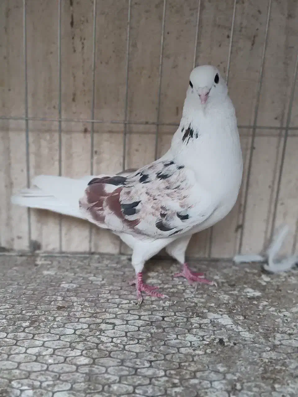 کفترپرشی|پرنده|قم, سید معصوم|دیوار