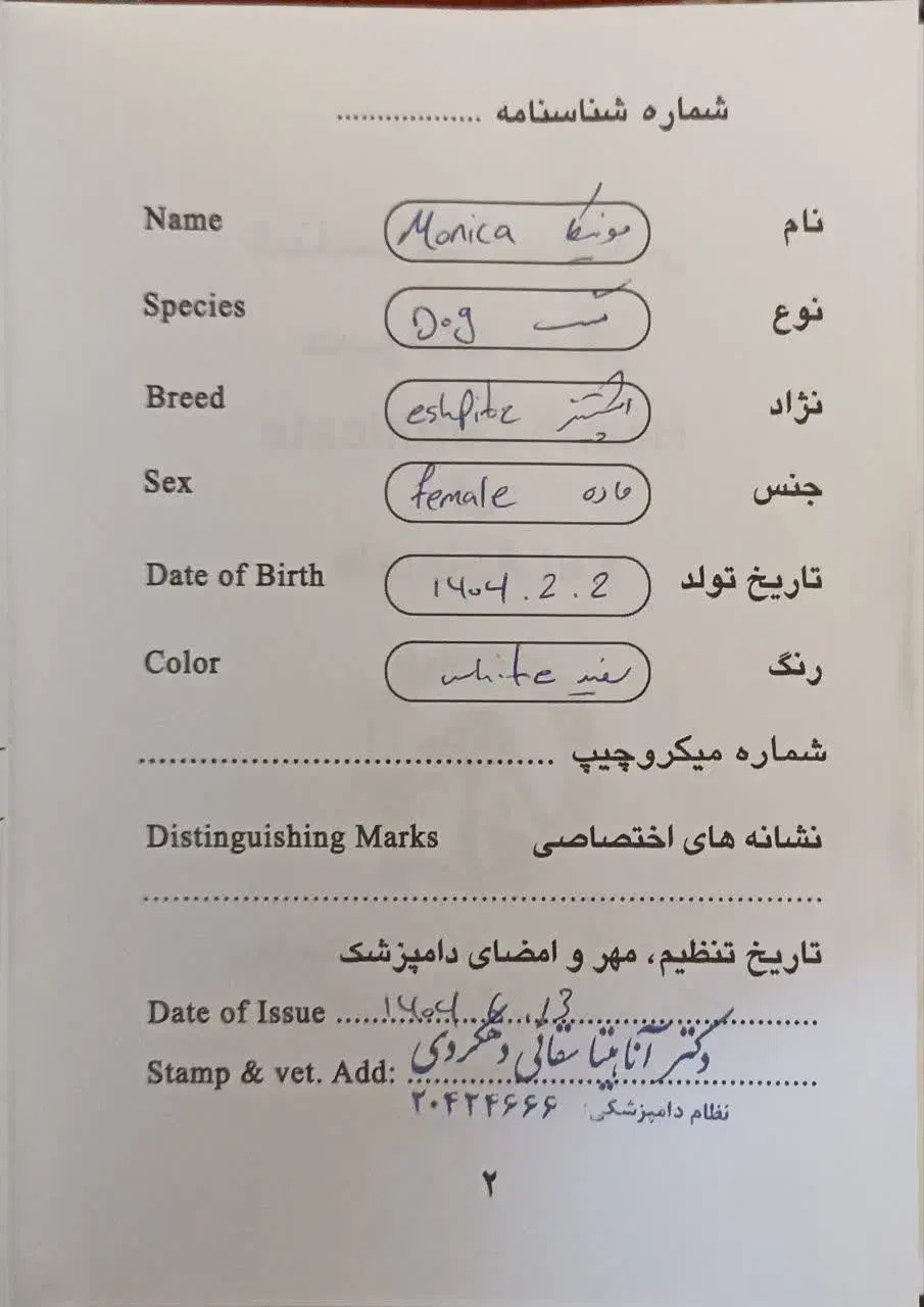 سگ خانگی مونیکا، اشپیتز|سگ|شهرکرد, |دیوار