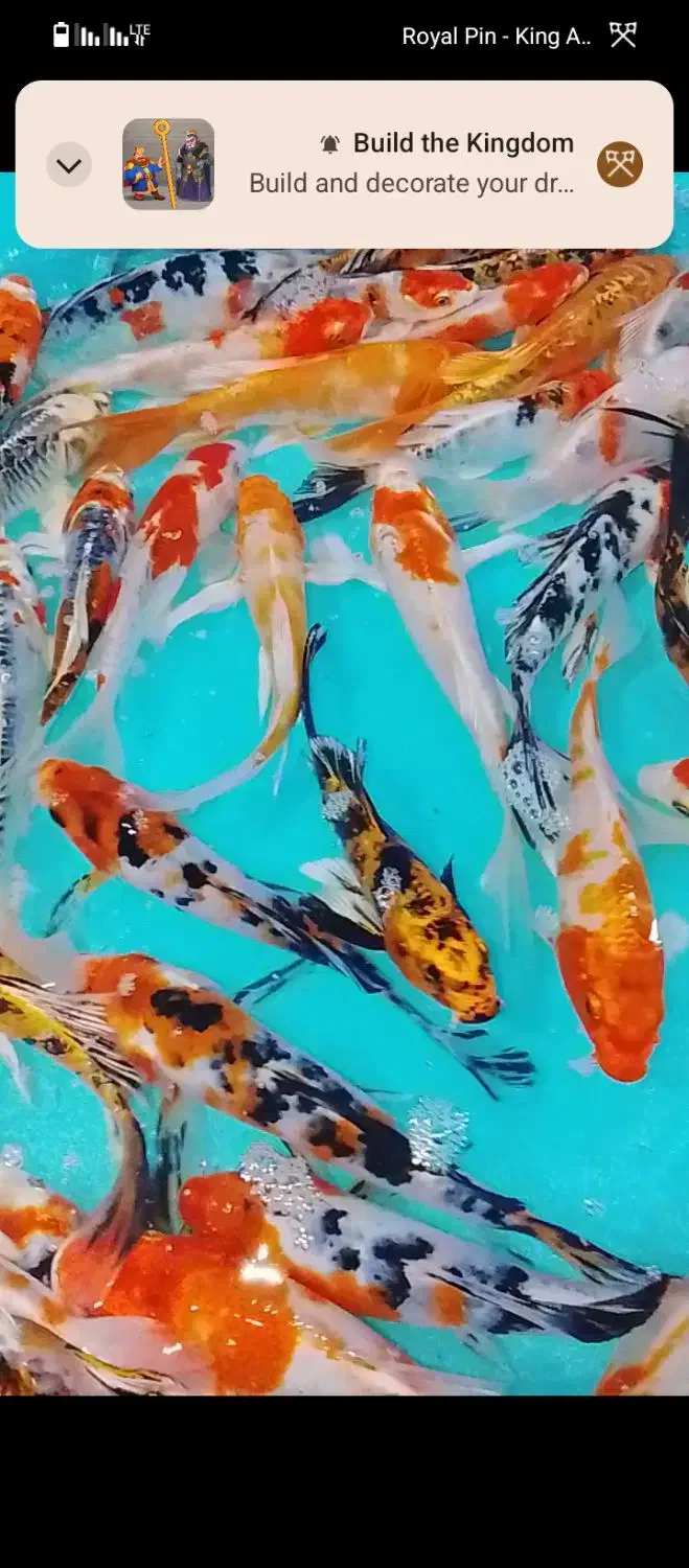 ماهی کوی سایز مولد کلکسیونی با قیمت مناسب|ماهی|تهران, مینابی|دیوار