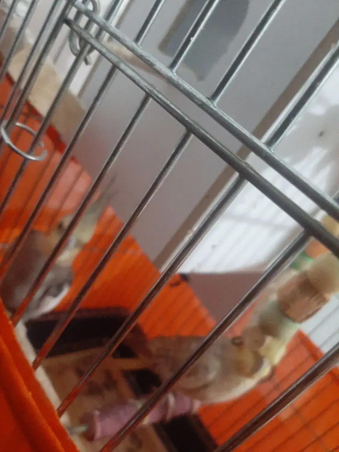 عروس هلندی|پرنده|قدس, شهرقدس|دیوار