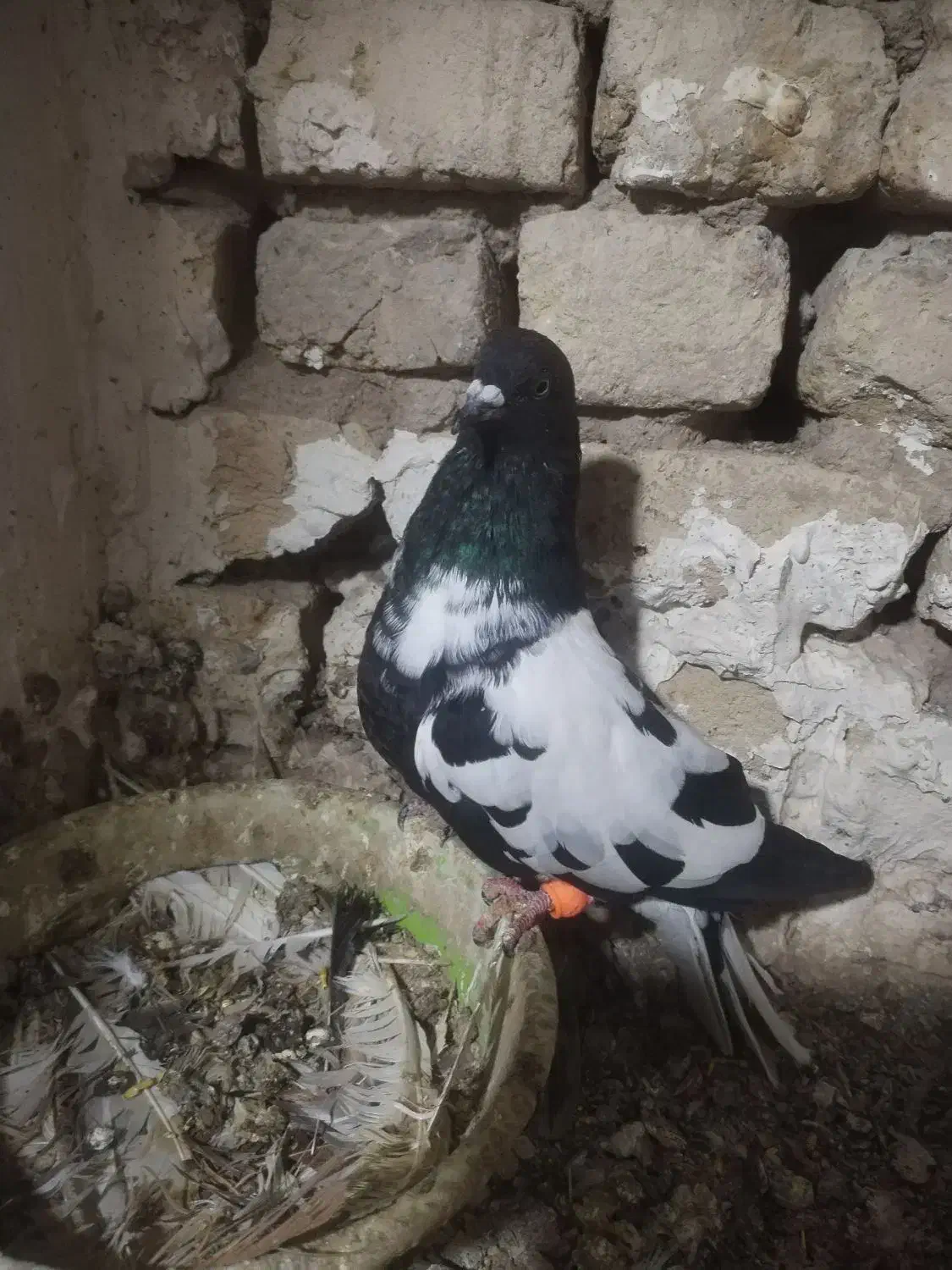 کبوتر|پرنده|تربت‌حیدریه, بالا ولایت|دیوار