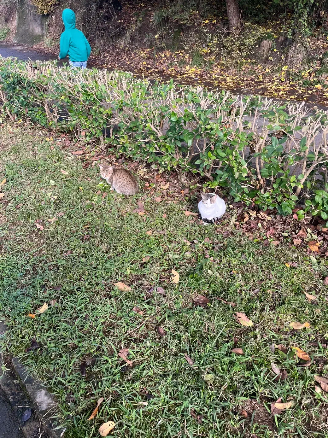 پرستار کودک|استخدام درمانی، زیبایی، بهداشتی|رشت, کوی جام جم|دیوار