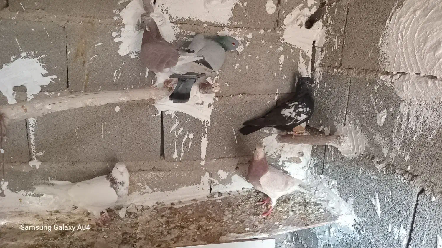 کبوتر پرشی|پرنده|طبس, |دیوار