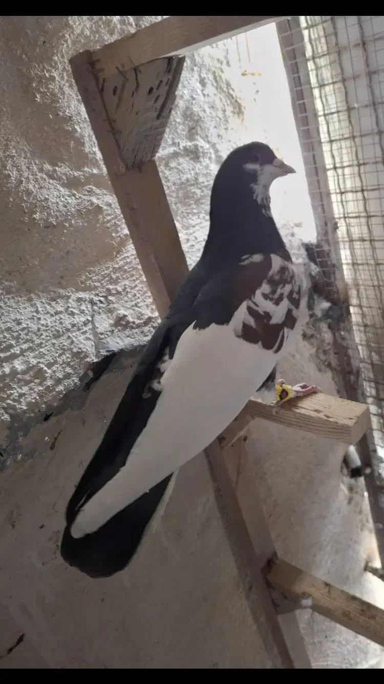 چپ خال نر|پرنده|شیراز, کرونی(خاتونک)|دیوار