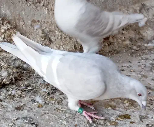 غوره زرد شامی پیازی کرم|پرنده|وحدتیه, |دیوار