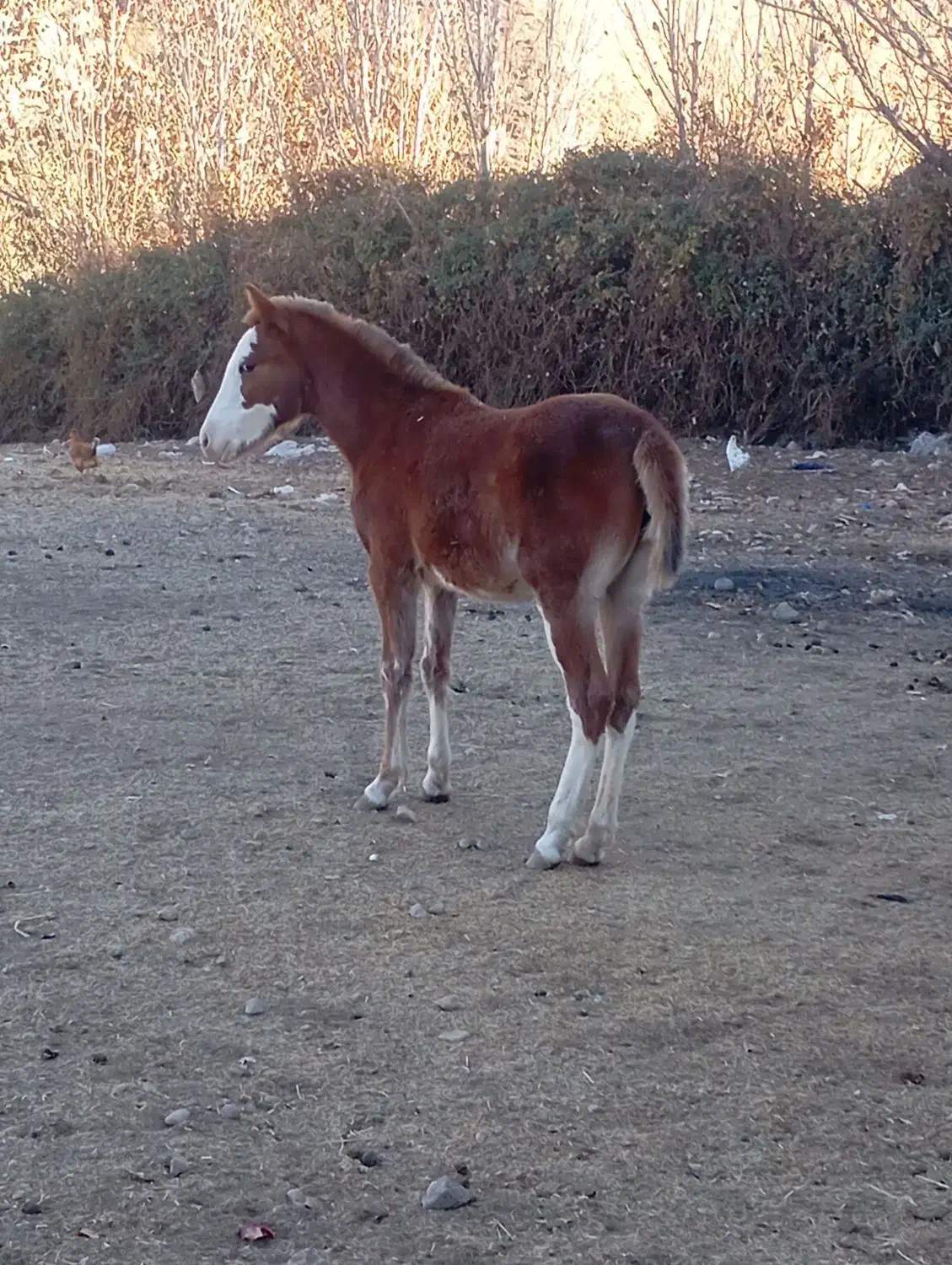 کره مادیان 7ماهه|اسب و تجهیزات اسبسواری|الشتر, |دیوار