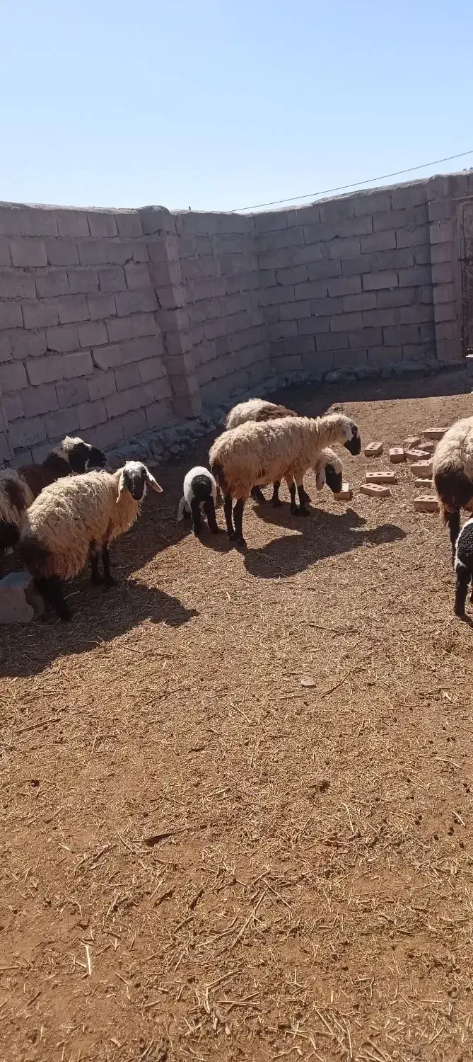 میش با بره|حیوانات مزرعه|درمیان, |دیوار