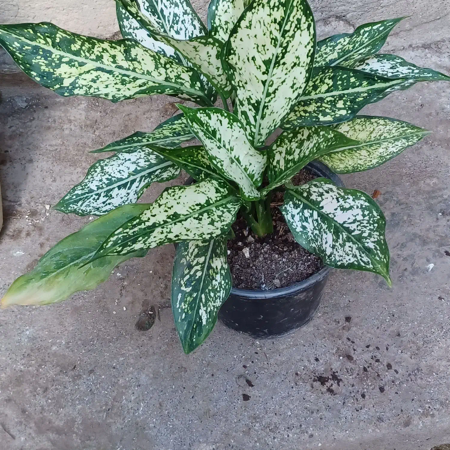 فروش شمشاد طلایی شمشاد سبز|خدمات باغبانی و درختکاری|لوندویل, |دیوار