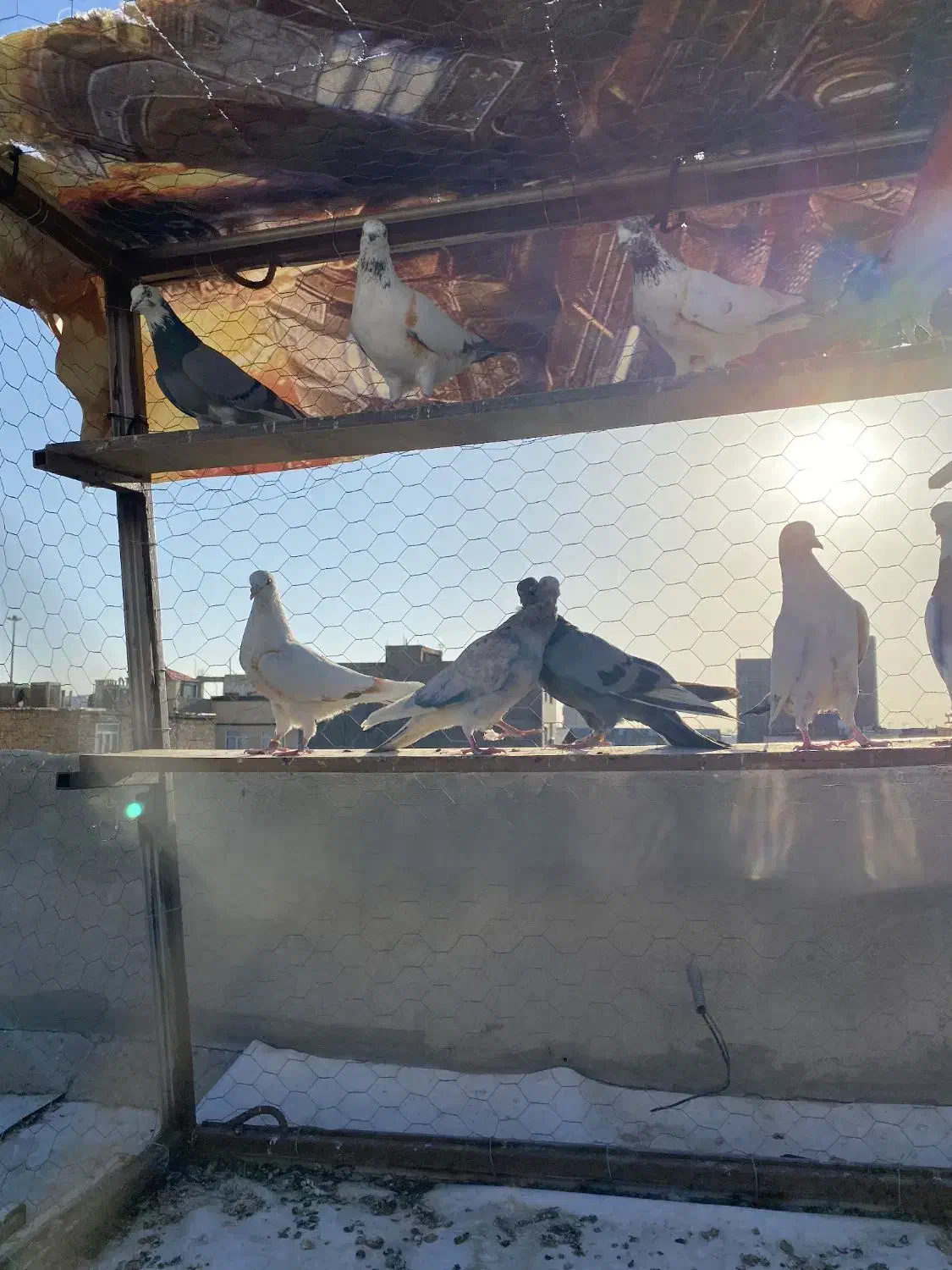 کفتر پرشی|حیوانات|رباطکریم, رباطکریم|دیوار