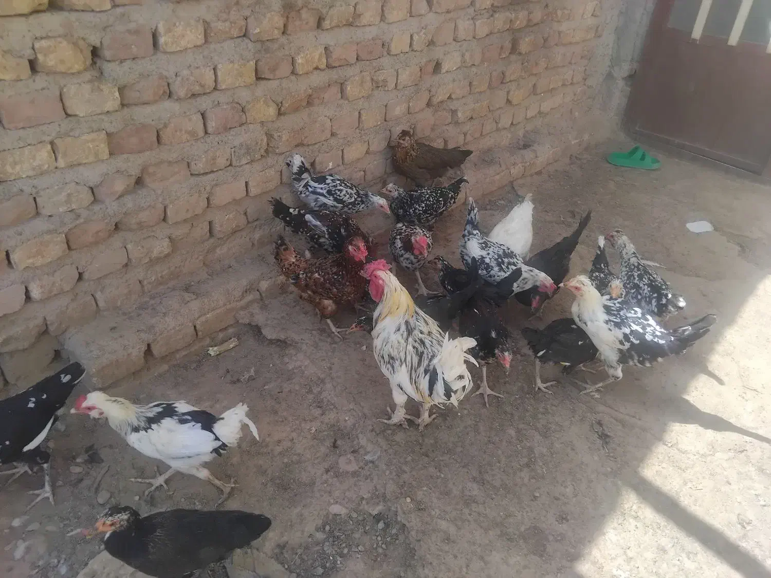 مرغ وخروس گلین وبز اوست|حیوانات مزرعه|کرمان, |دیوار