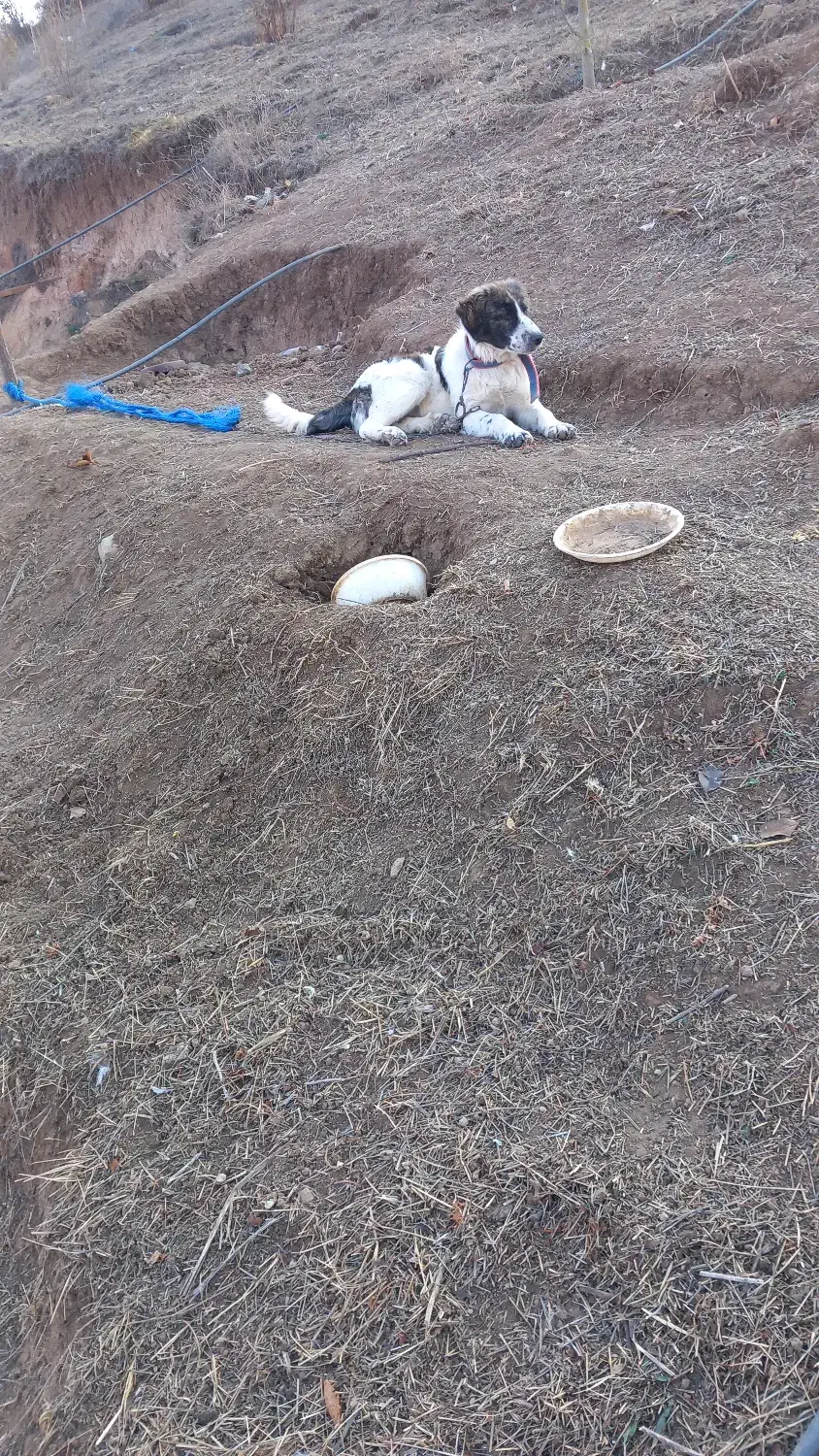 توله سگ ماده نگهبان|سگ|بره‌سر, |دیوار