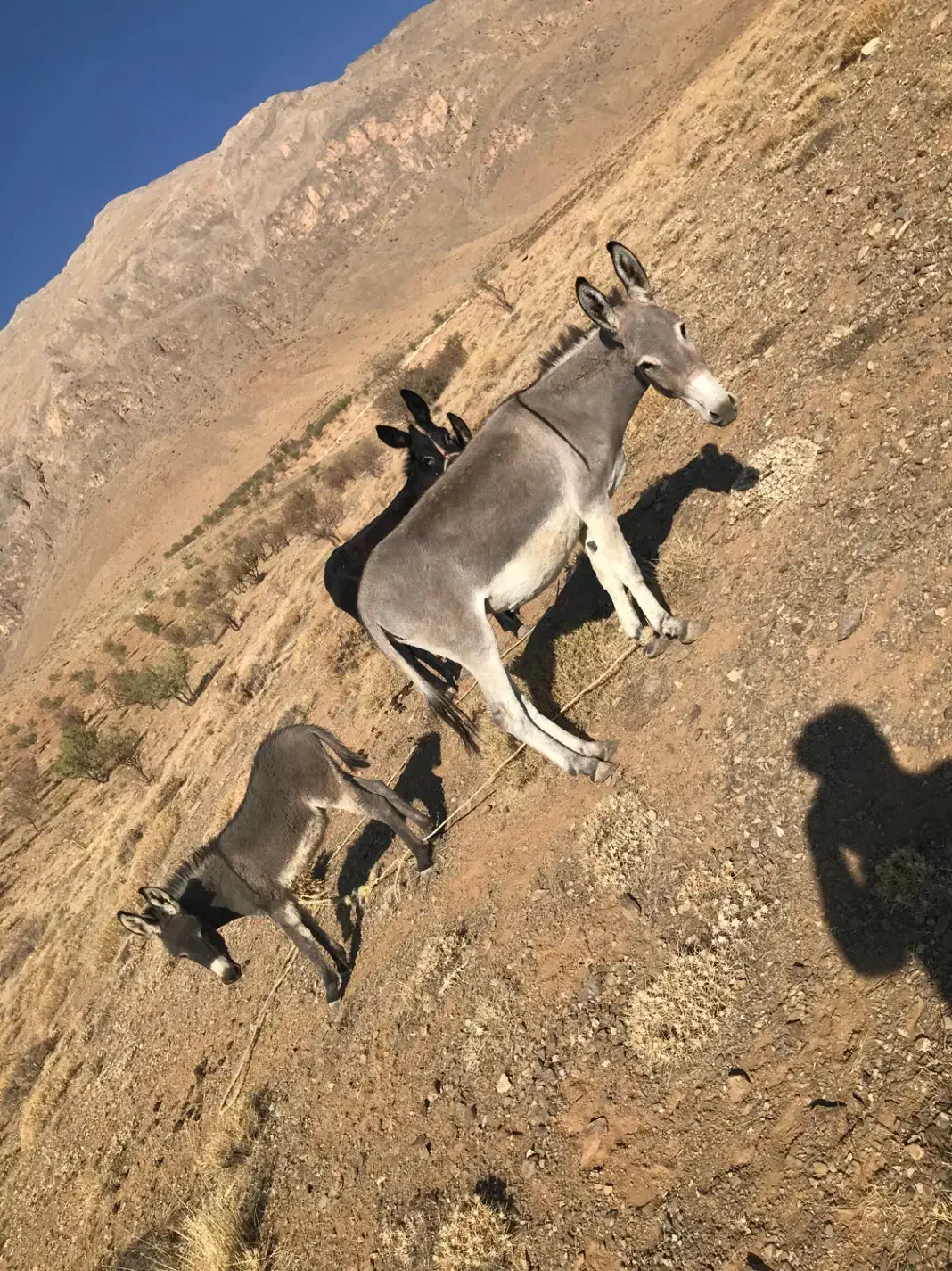 خر گله ای|حیوانات مزرعه|داران, |دیوار