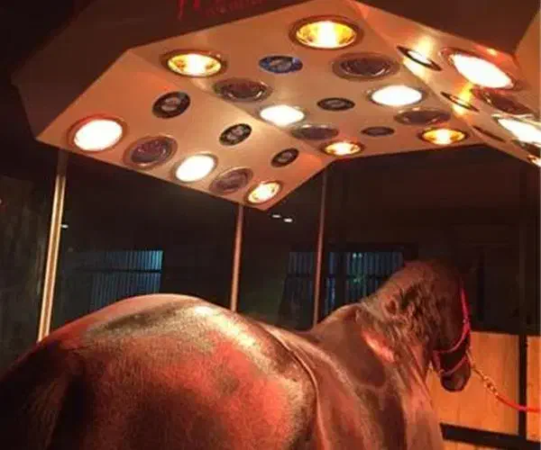 سولاریوم سولار اسب|اسب و تجهیزات اسب‌سواری|رودهن, |دیوار