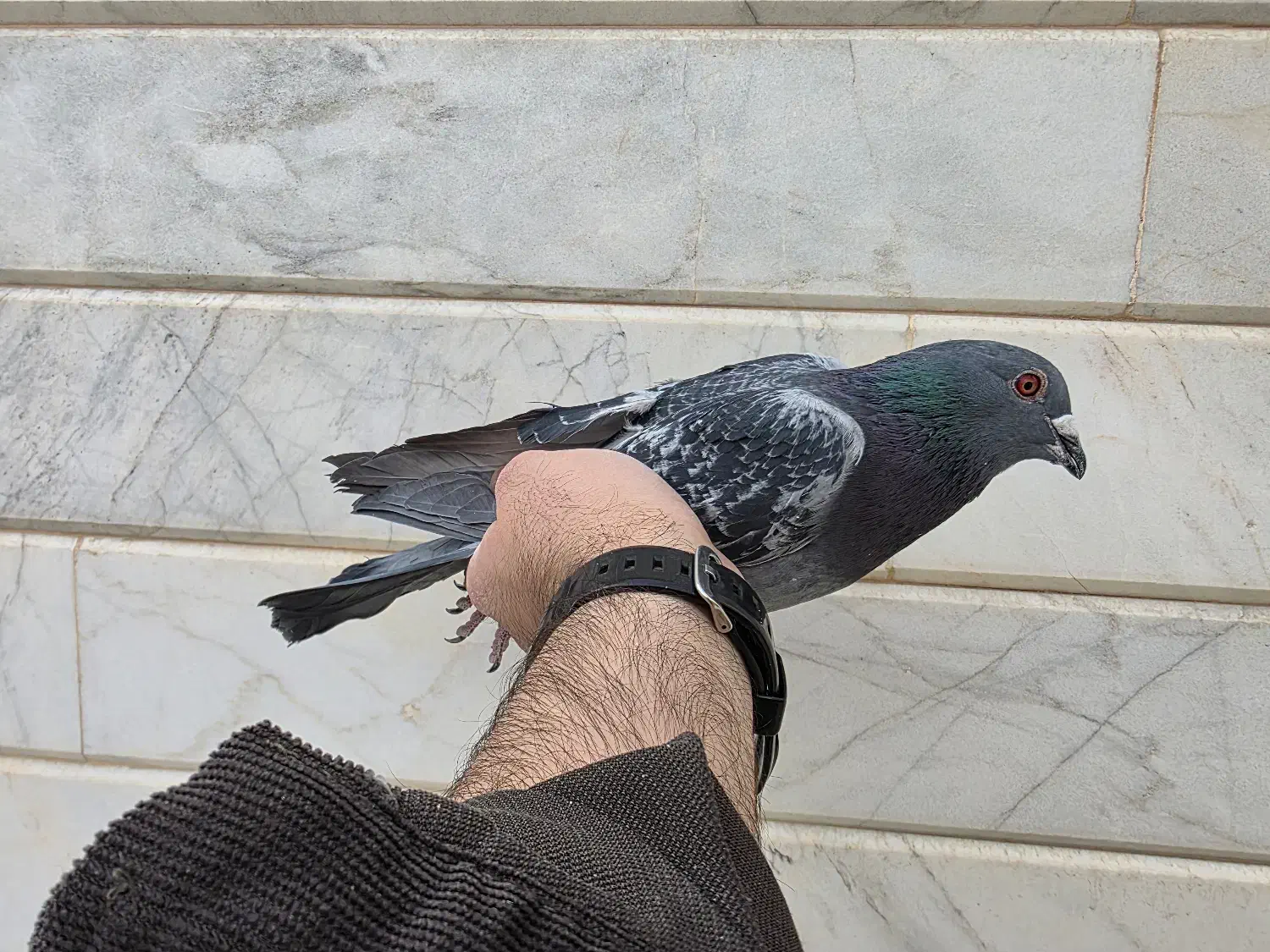 پلاکی|پرنده|نجف‌آباد, حومه نجف آباد|دیوار