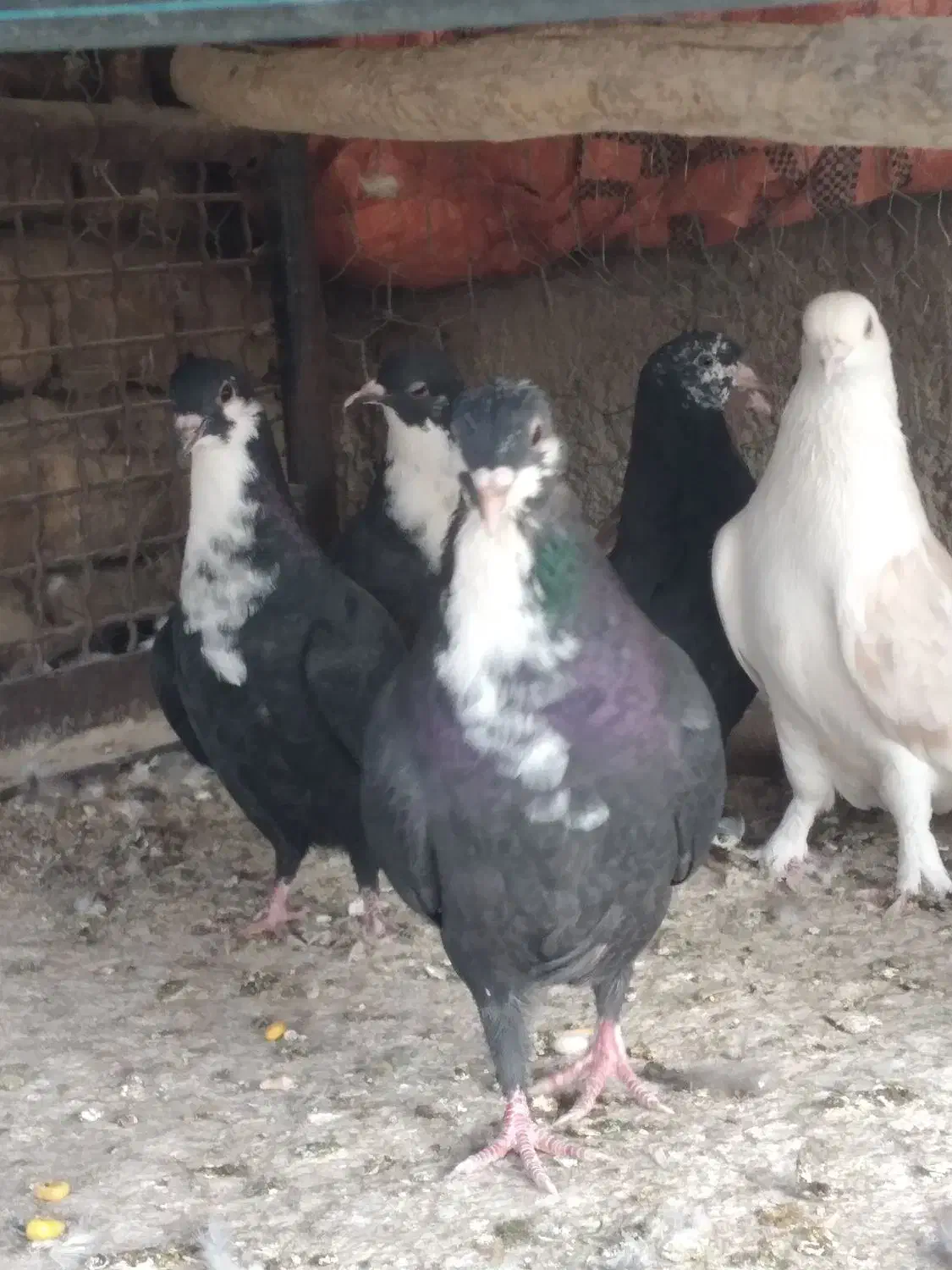 ریش زاغ سفید و.... بردسیر|پرنده|کرمان, |دیوار