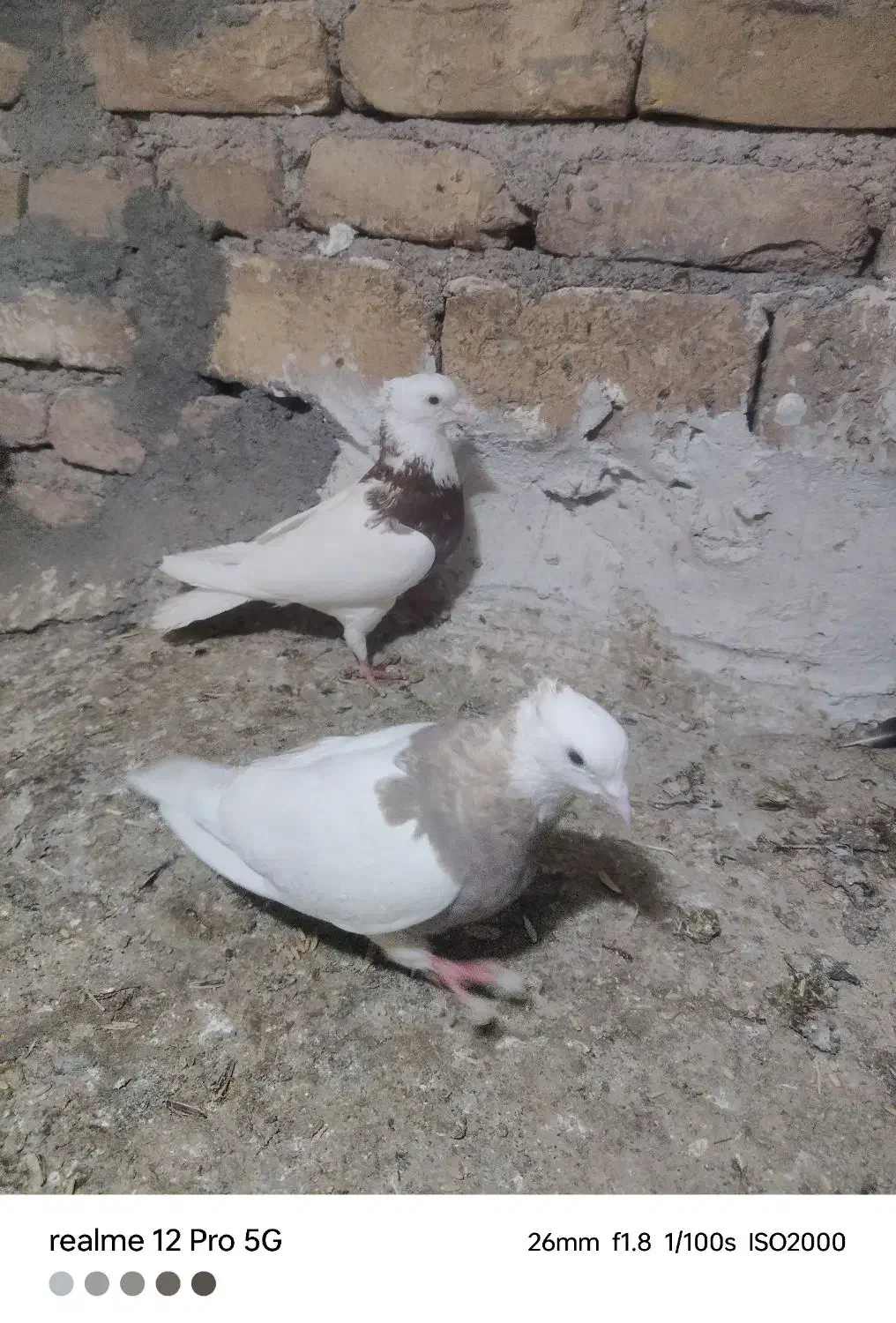 توقی درجه یک بی عیب به ضمانت تخم جوجه|پرنده|تربت جام, میرقوام الدین|دیوار