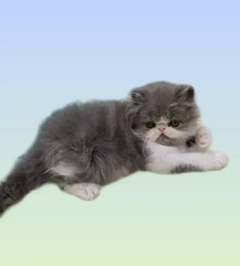 تجربه یک زندگی متفاوت و لاکچری/حر آج گربه kittycat|گربه|تهران, گیشا|دیوار