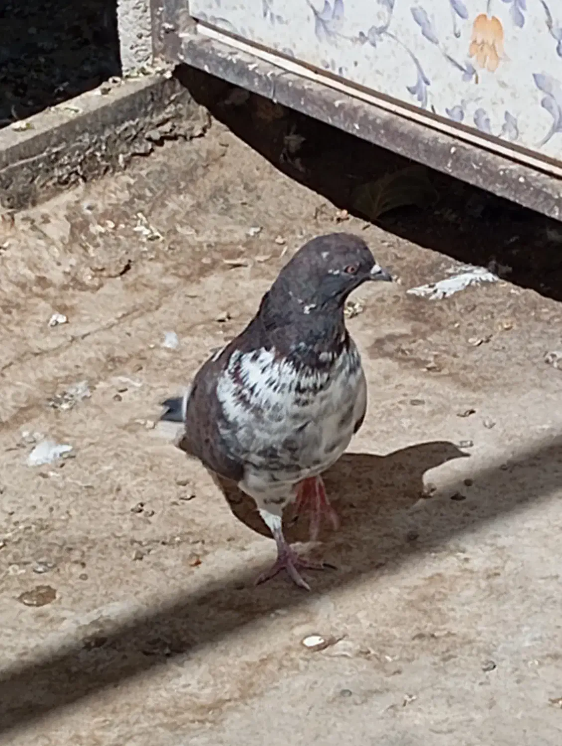 کبوتر|پرنده|کن, |دیوار